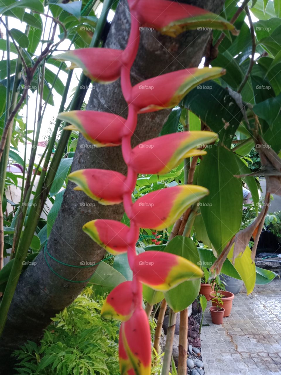 Heliconia tortuosa flower