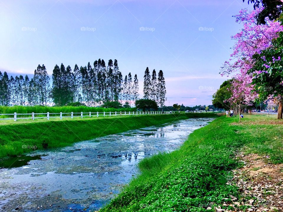 Tabebuia rosea, also called pink poui, and rosy trumpet tree is a neotropical tree