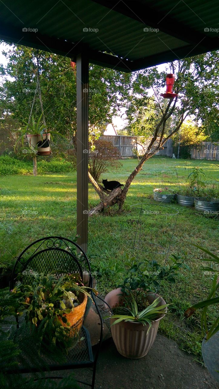 JACK the  cat waiting for birds!