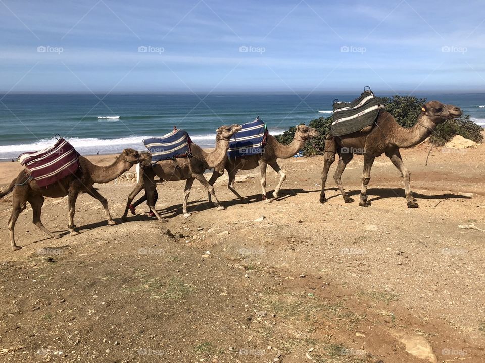 Four beautiful camels walking on the beach coast of Tangier Morocco