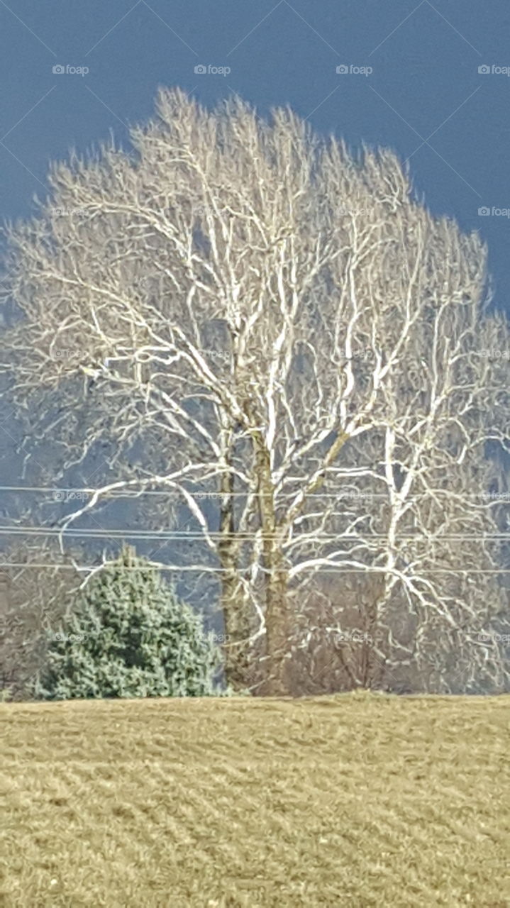 Bare tree