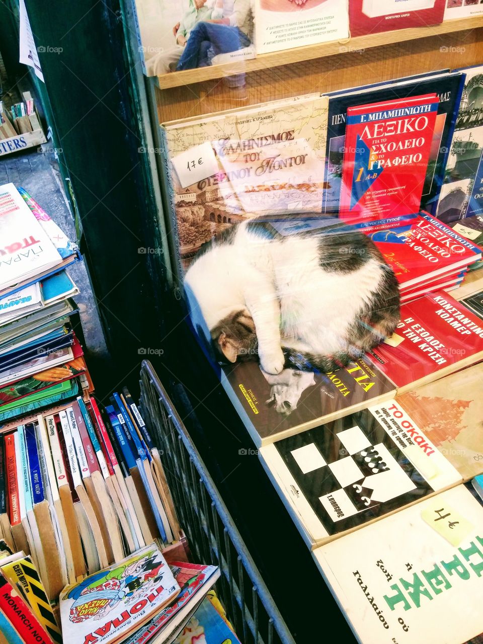 cat and books