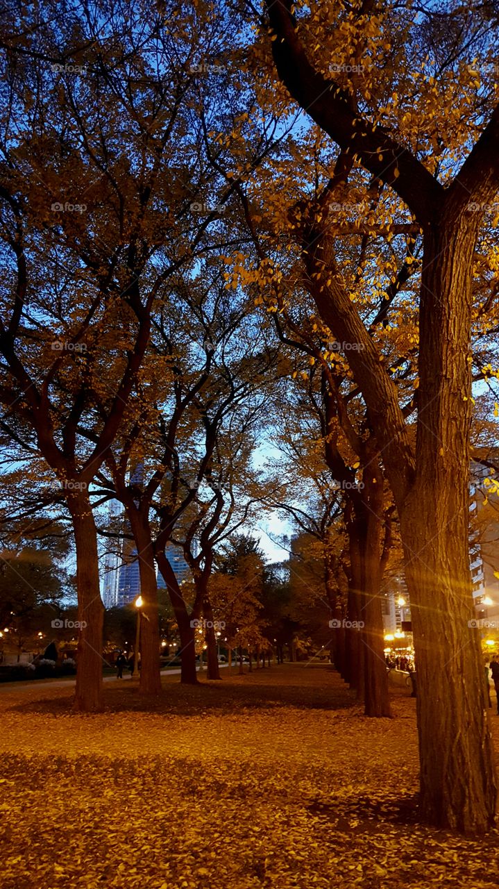 Grant Park Chicago - Beautiful Scenery