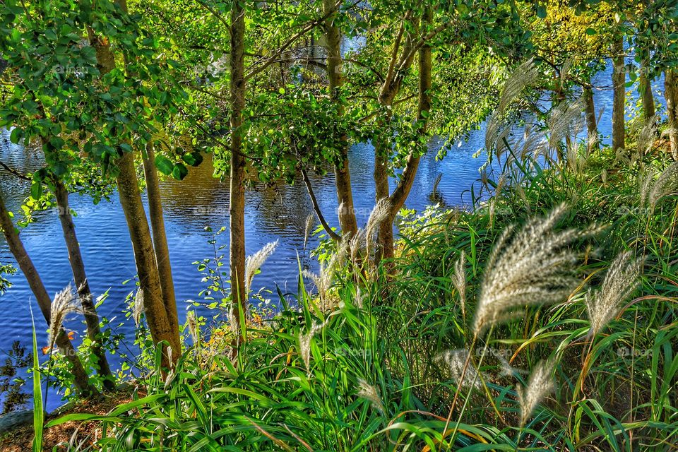 View of river in forest