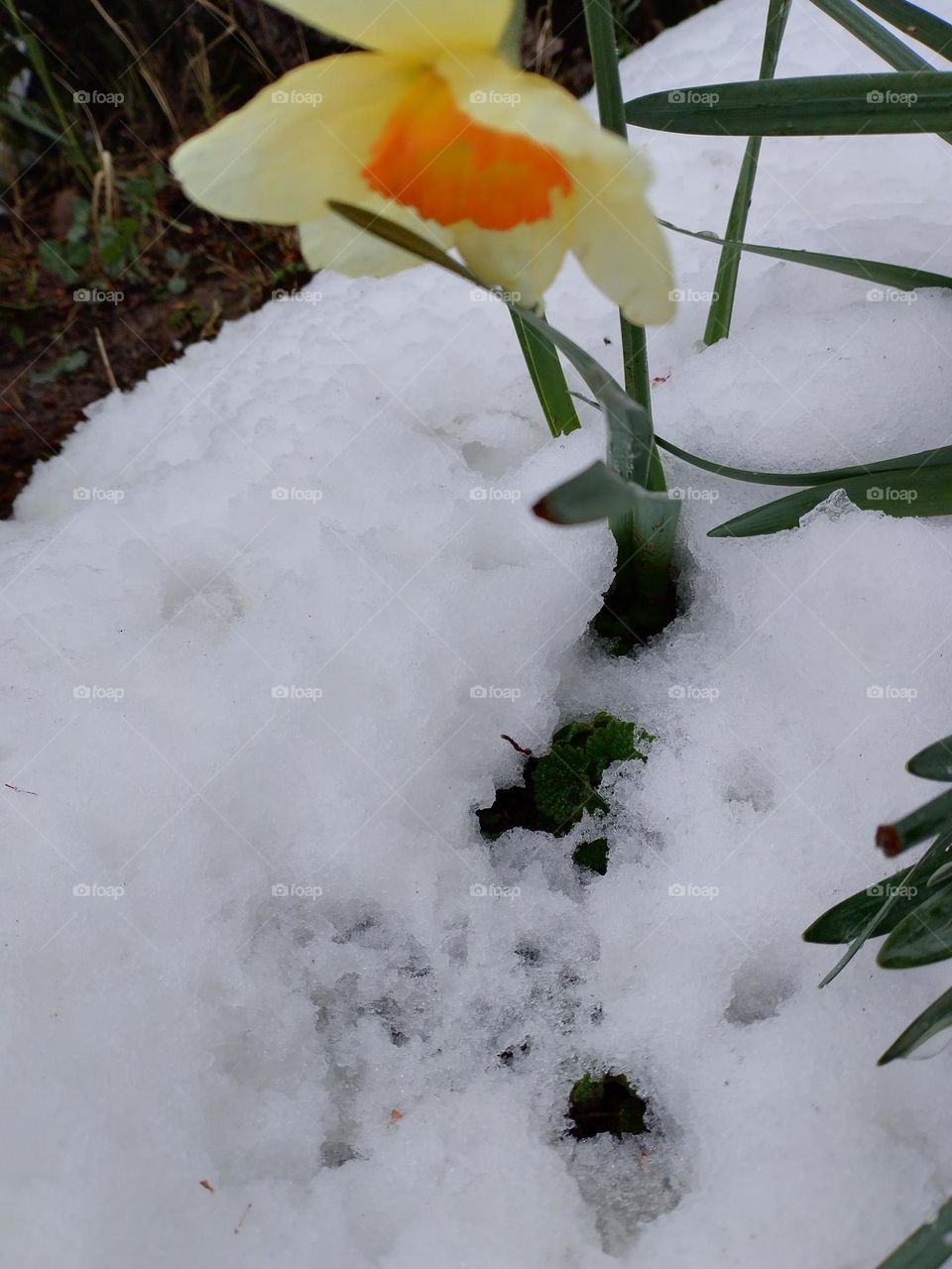 Snow in spring