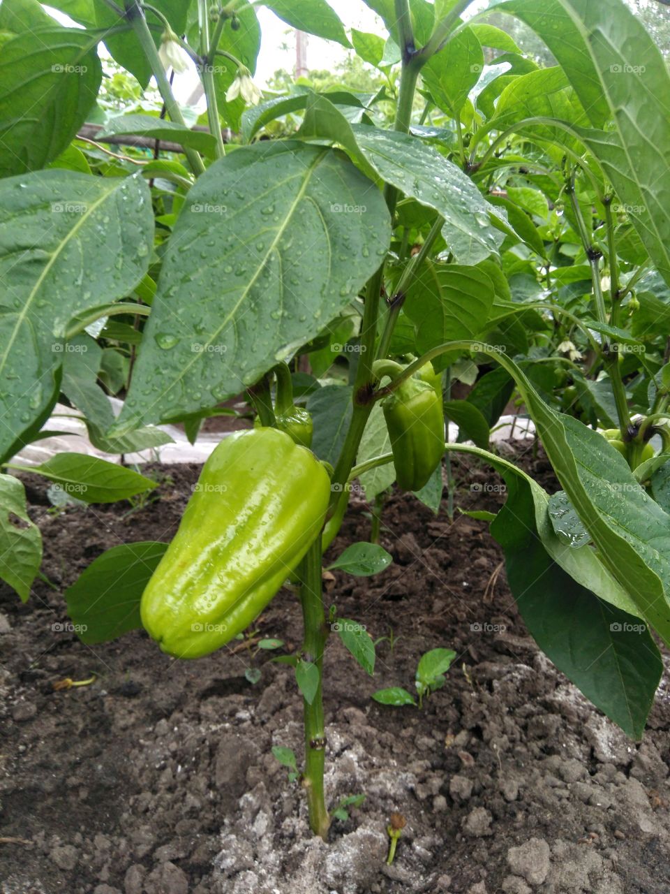 green peppers growing in the garden summer time