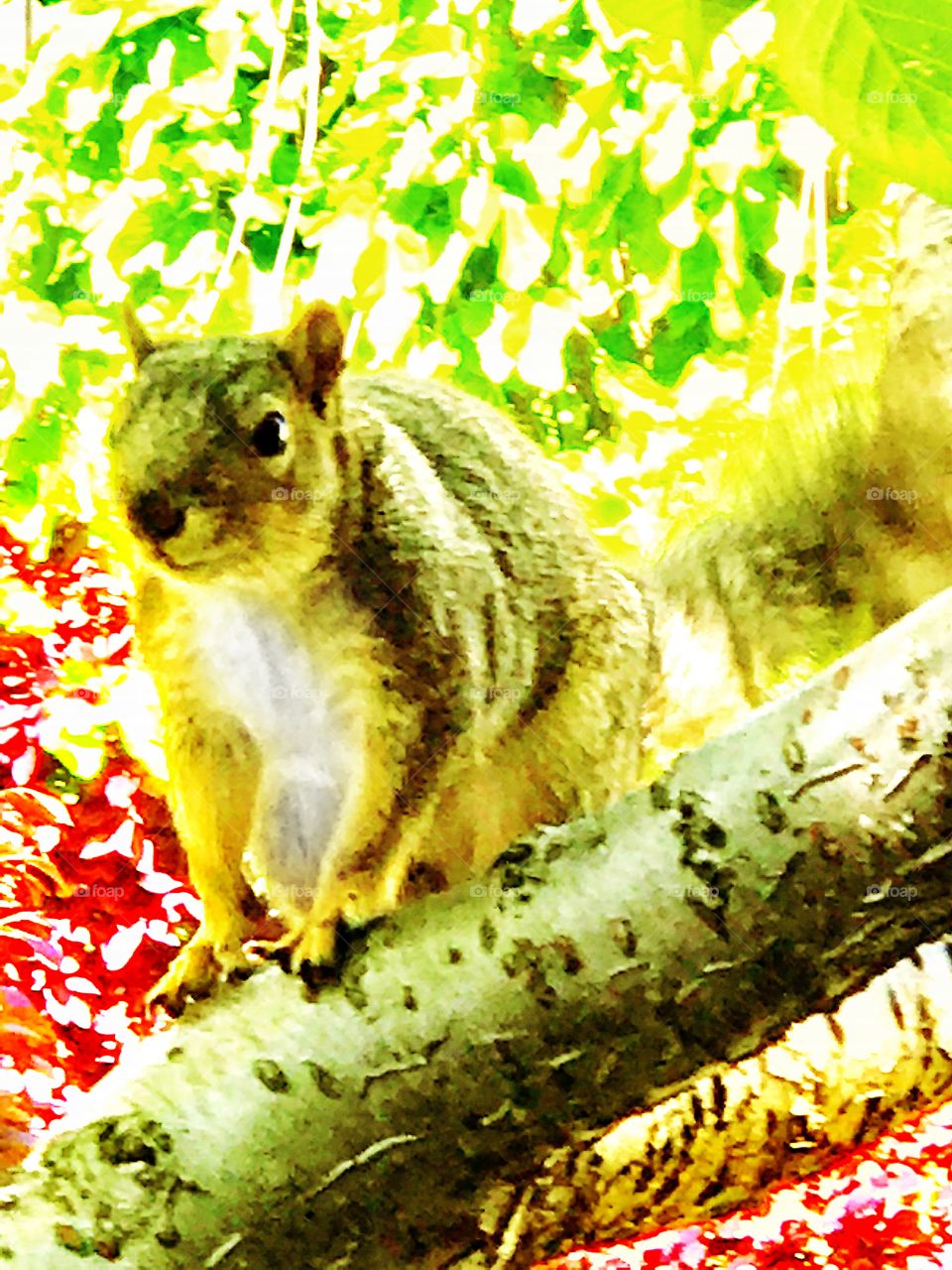 Squirrel in a tree