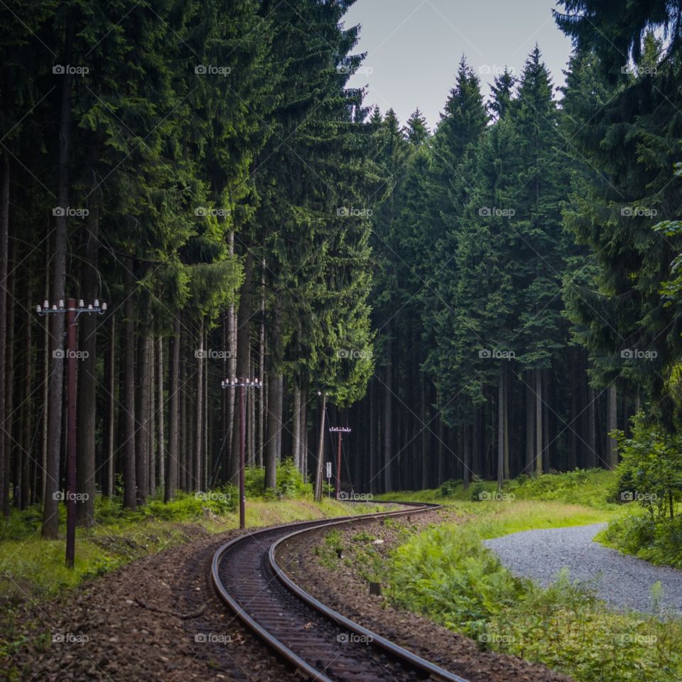 Train way to the forest