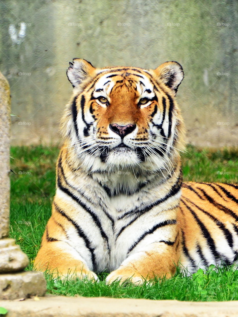 Portrait of a tiger