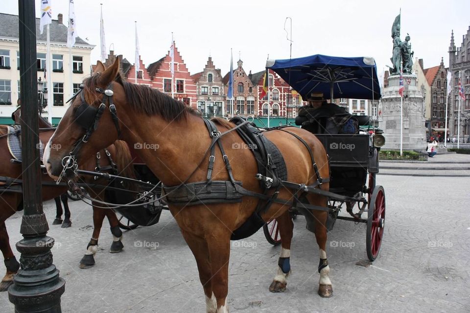 Bruges horses 