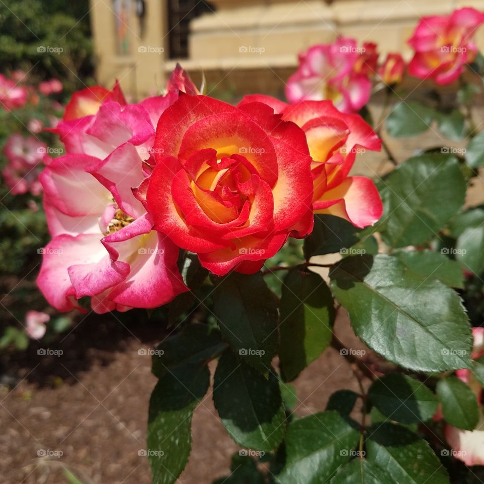 roses trio