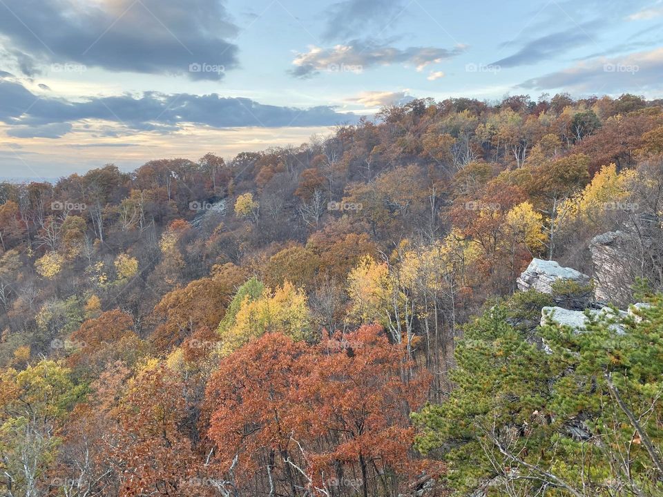 A hillside covered in colorful leaves