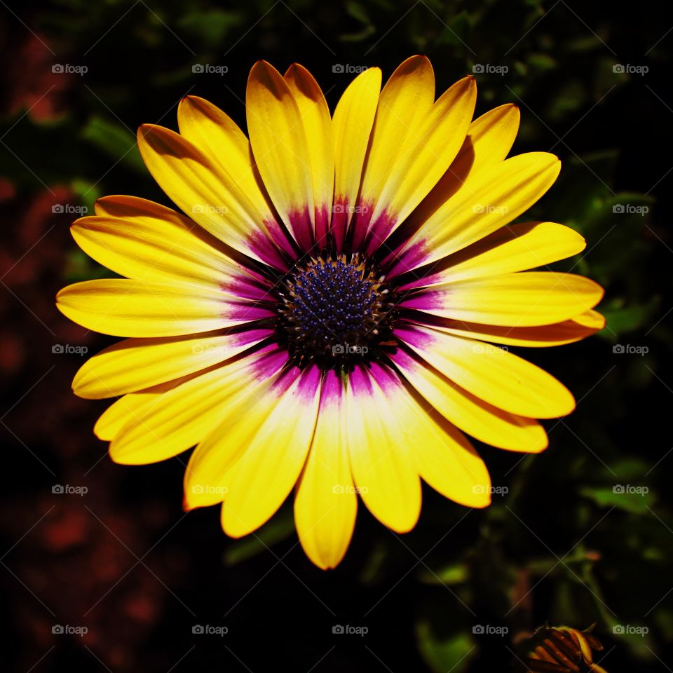 A beautiful daisy blooming in Summer 