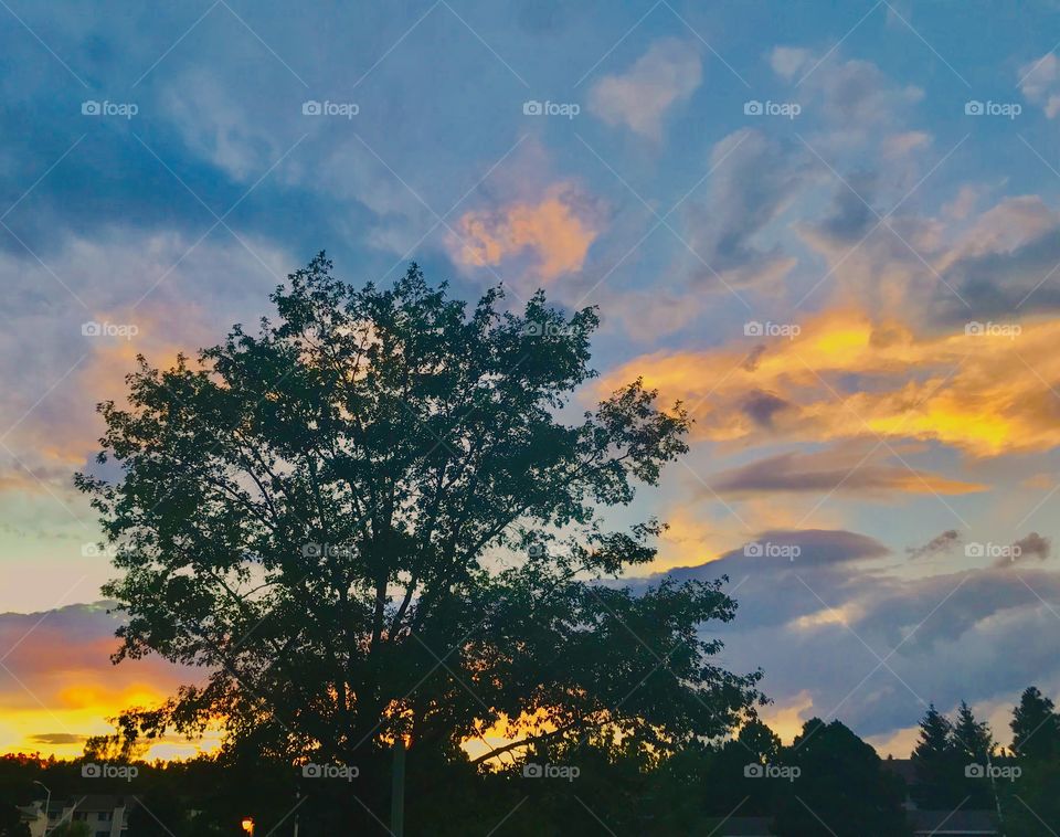 Tree outside my house at sunset in Colorado Springs, Colorado