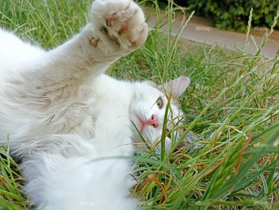 White fluffy male cat close-up. Animal photography