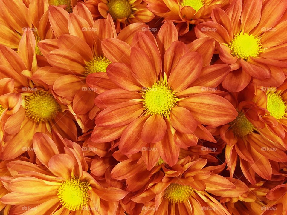 Festive Daisy Bouquet.