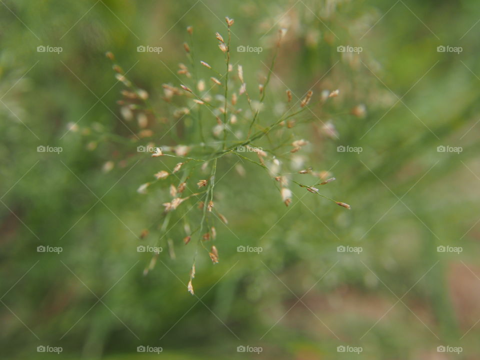 Grass flowers