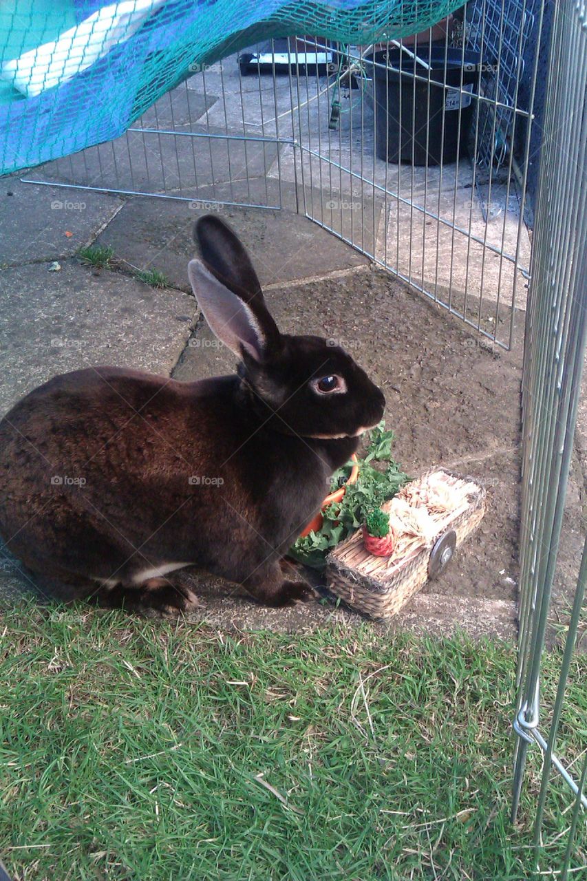 Eating her favourite food,  kale.