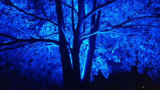 Blue Tree