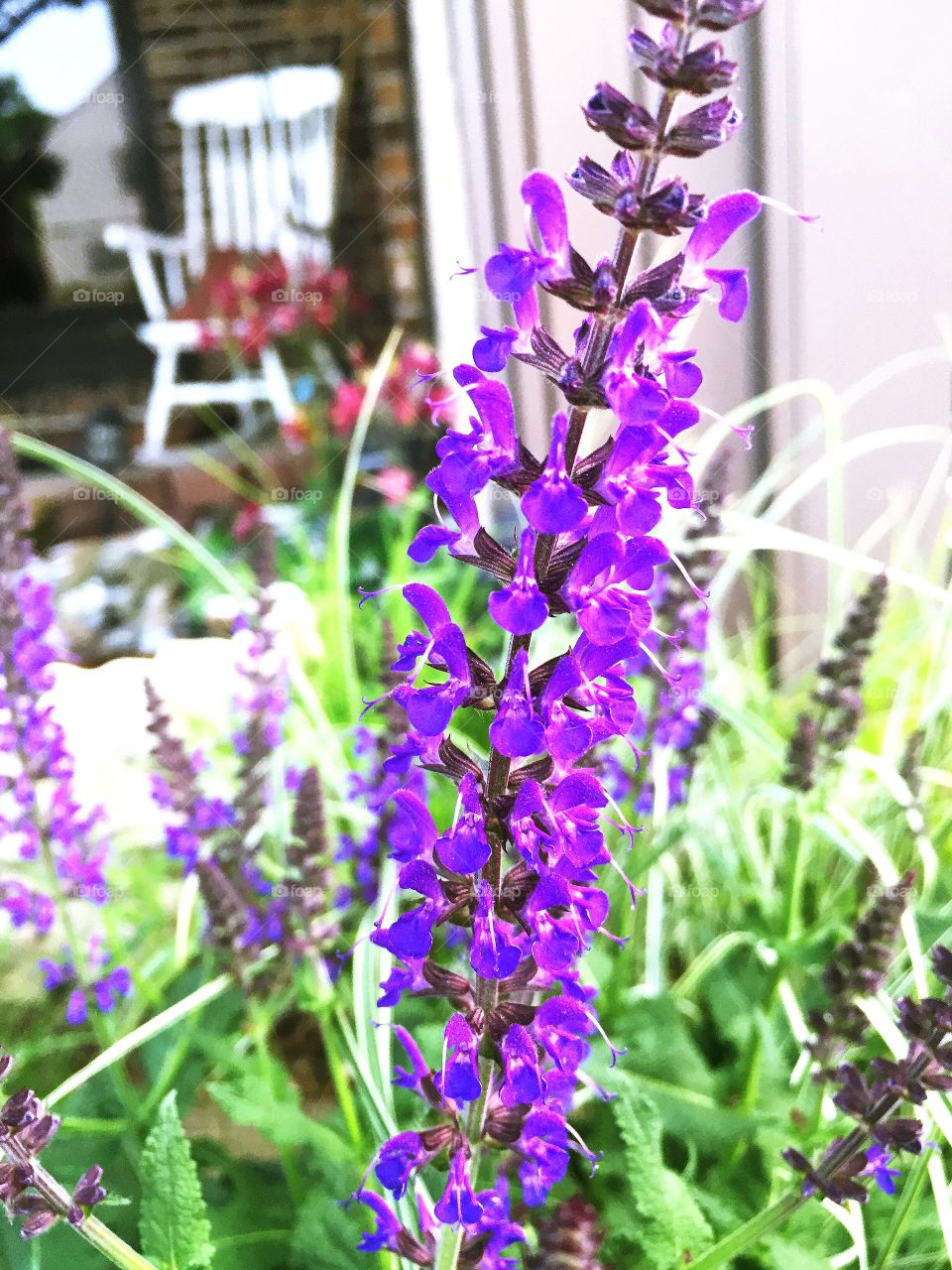 Purple Blooming. Butterfly Bush in Bloom