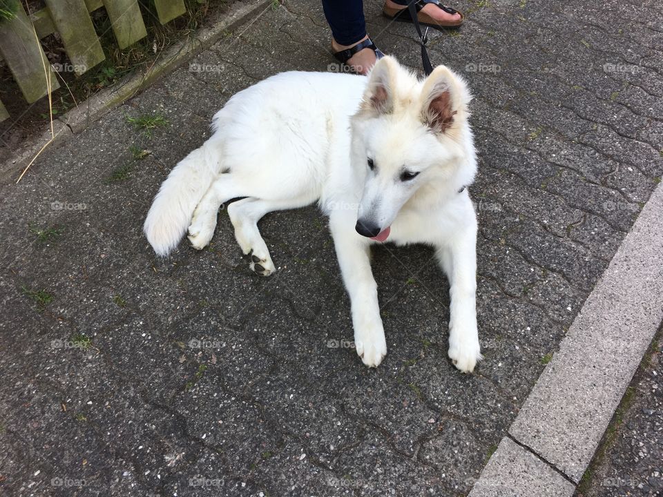 White German shepherd 