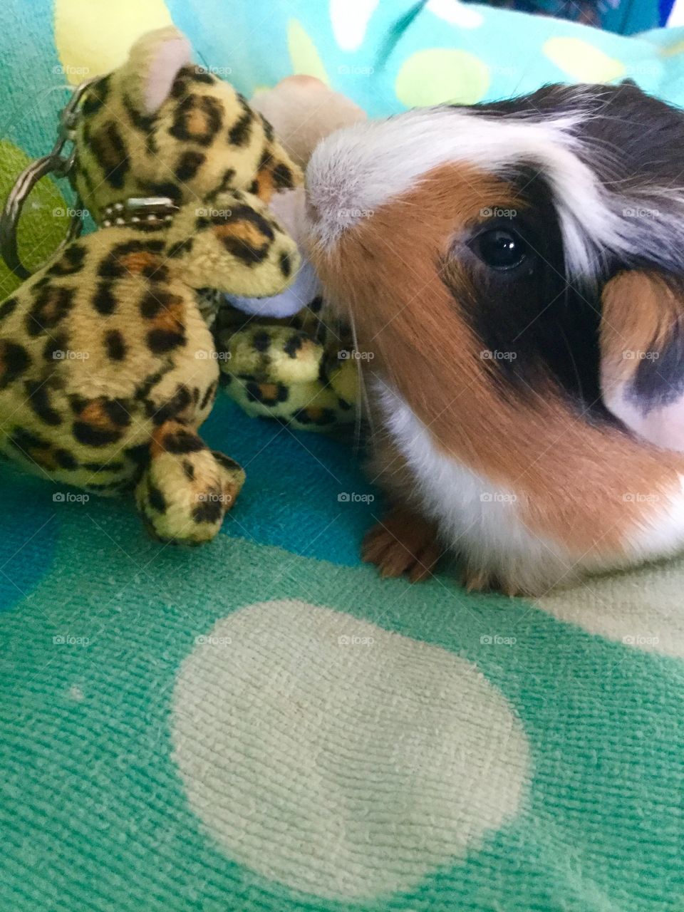 Love my guinea pig Jonathan 