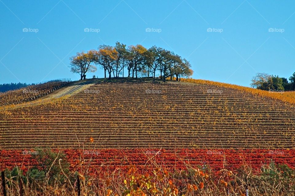 Furrowed Ground. Sonoma wine country. Northern CA