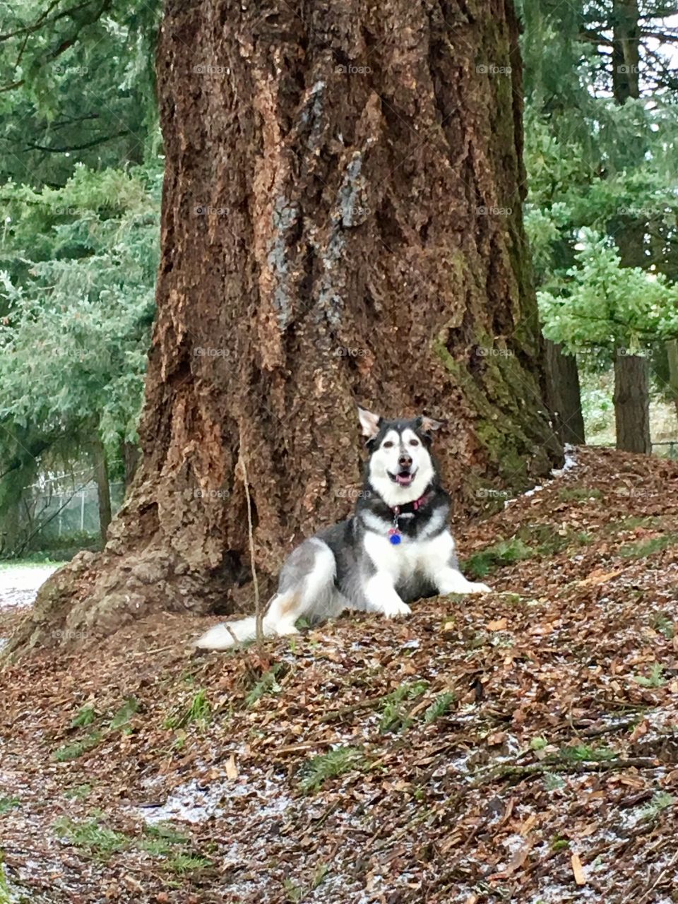 Husky Fun