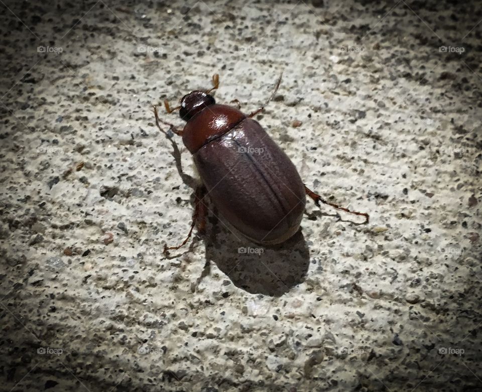 June Bug