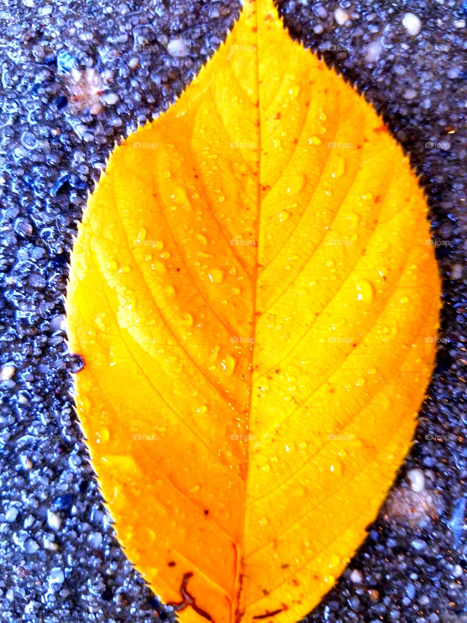 yellow fall rain