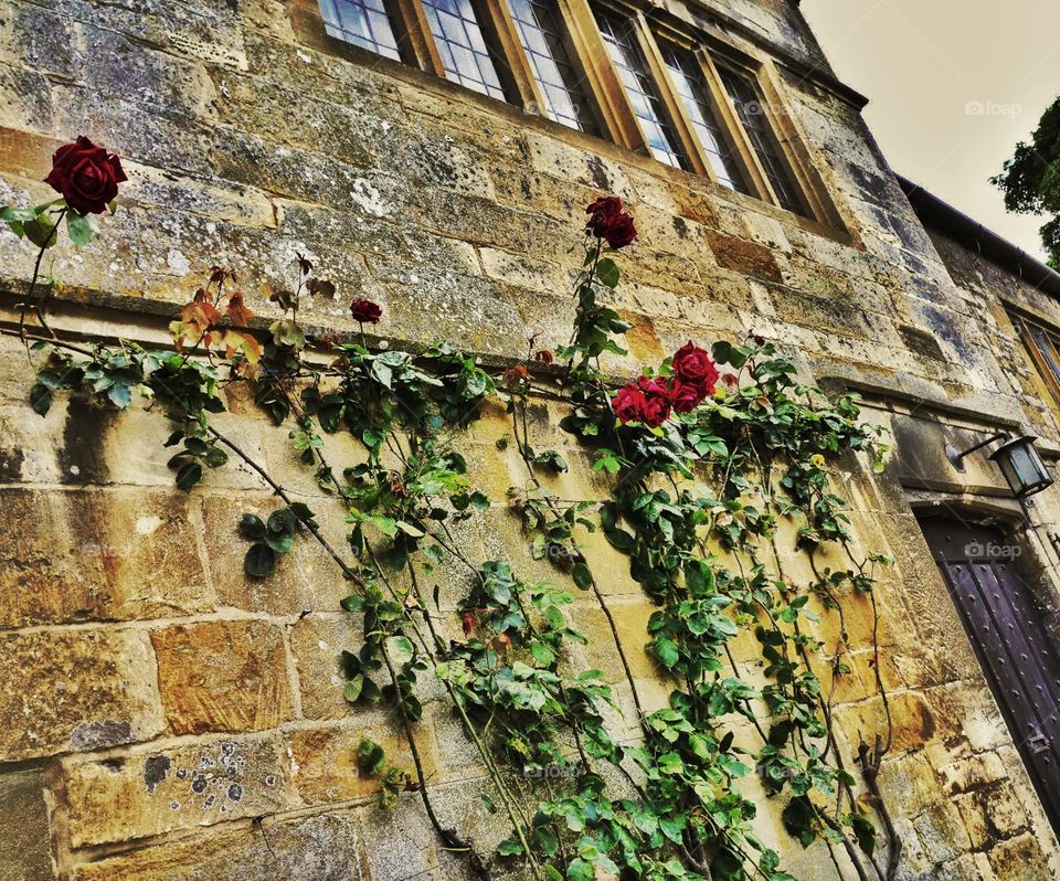 Cottage. Cotswolds 