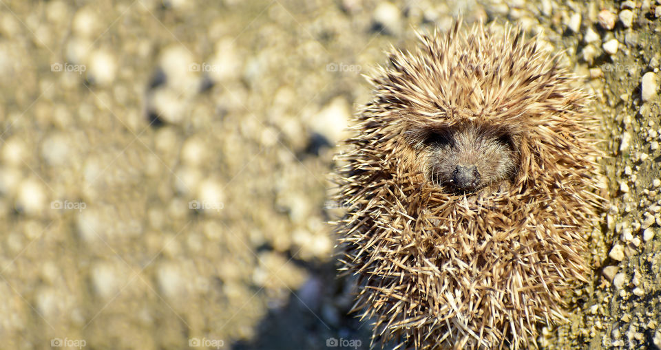 Cute Little hedgehog sleeping in a balled up position