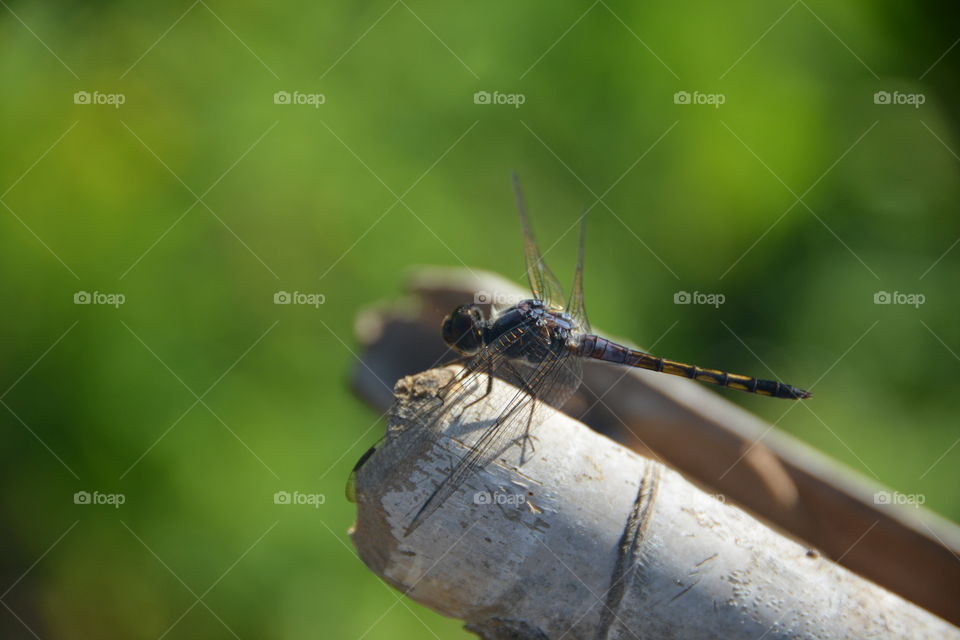 Dragonfly rest on bamboo  stick