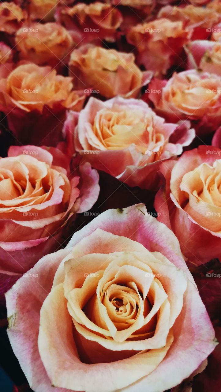 Rose, Flower, Petal, Love, Bouquet