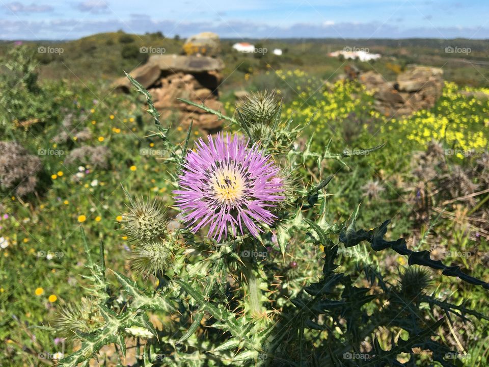 Flower of thistle with meadows landscape 