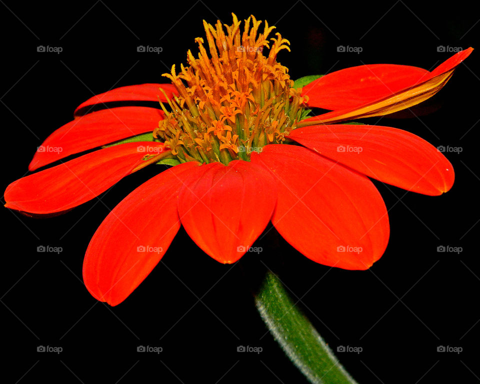 An closeup photo of a bright orange Mexican Sunflower! So crisp and vivid!