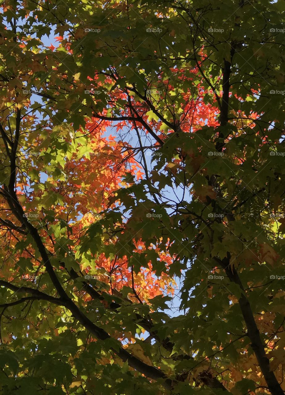 Beautiful contrast of the bright fall colors of large maple leaves on a sunny and clear fall day. 