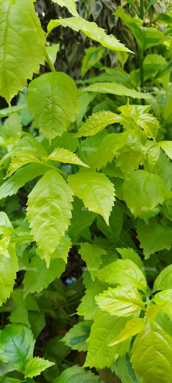 green leaves