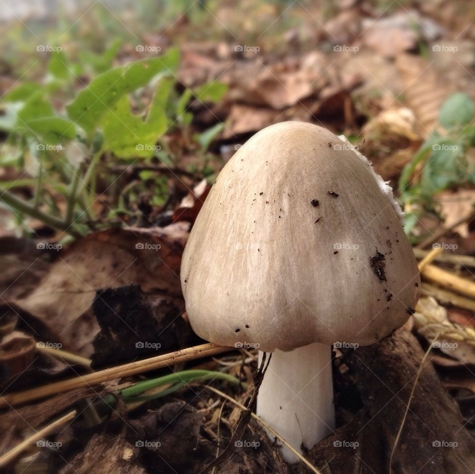 mushroom