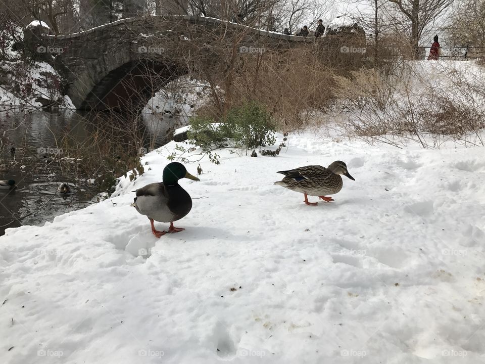 Bird, Winter, Snow, Cold, Duck