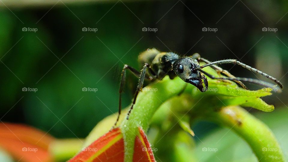 The Explorer Ant from a tree leaf !