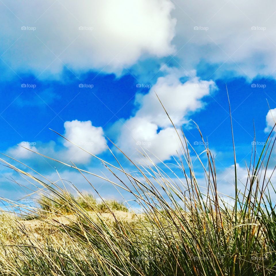 Whistling Winter Grasses on the sand dunes of Woolamai Surf Beach Phillip Island Victoria Australia 
