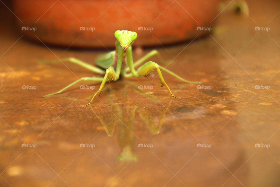 Closeup of praying Mantis