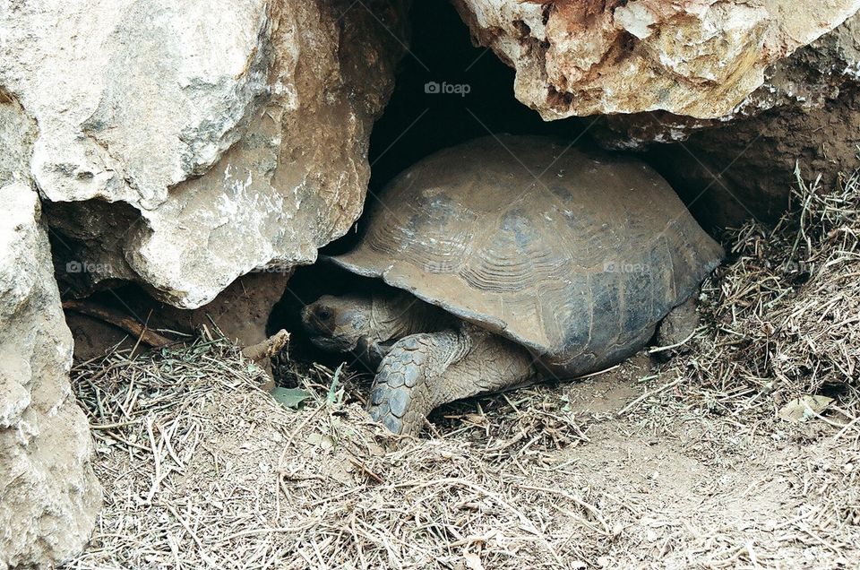 Turtle in Senegal