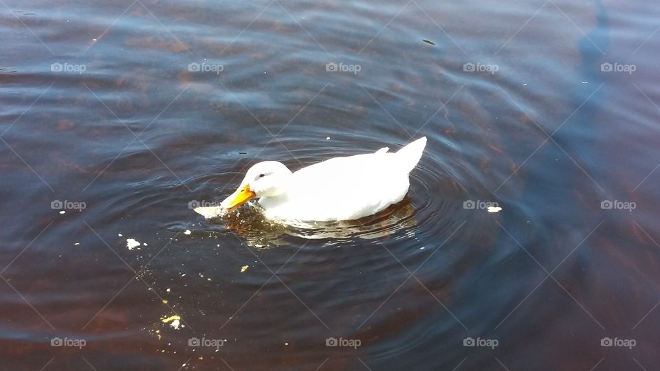 White Duck