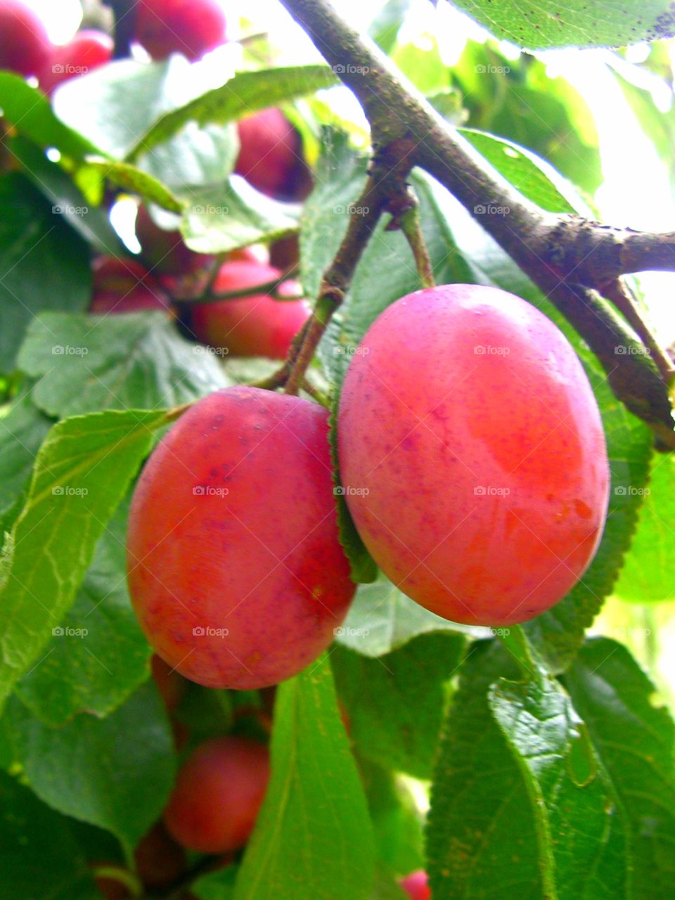 A plum tree with its products