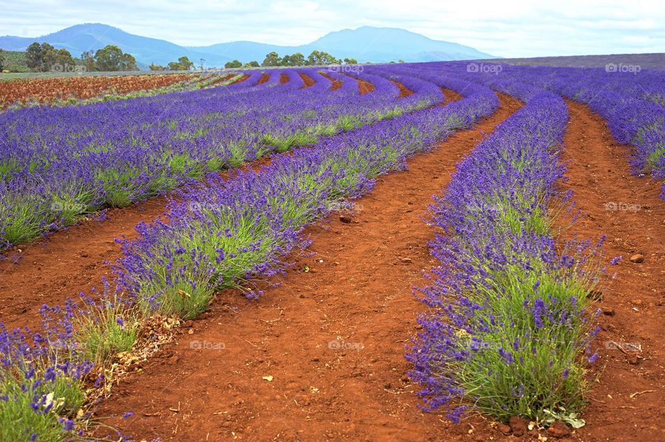 Lavender Color, Lavender (Flower), Flower, Field, Nature