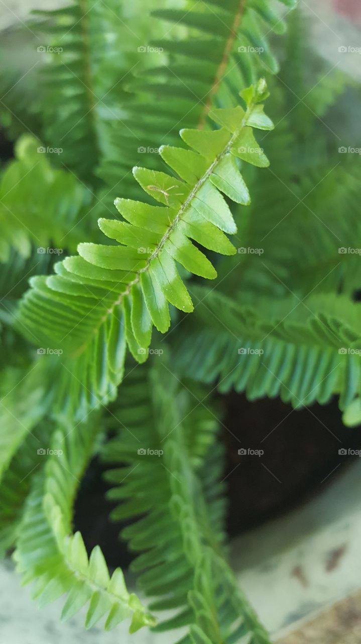 fern