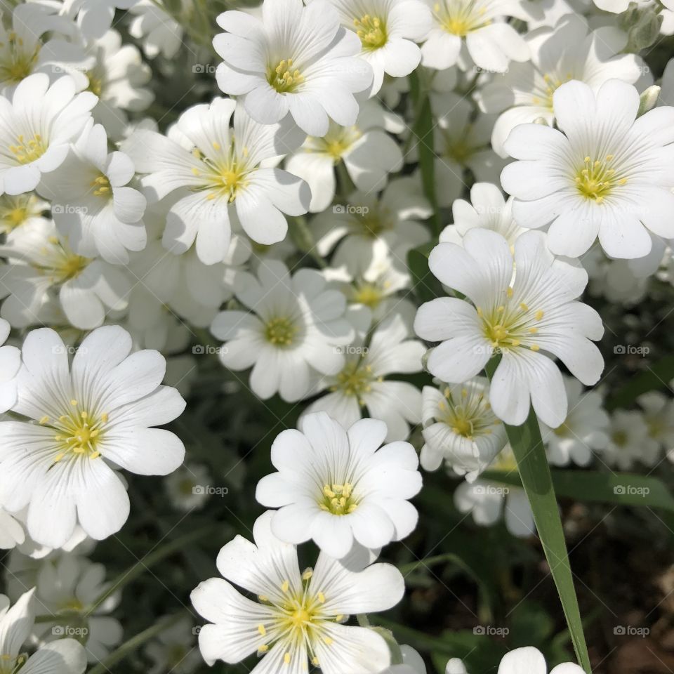 Dainty White Flowers