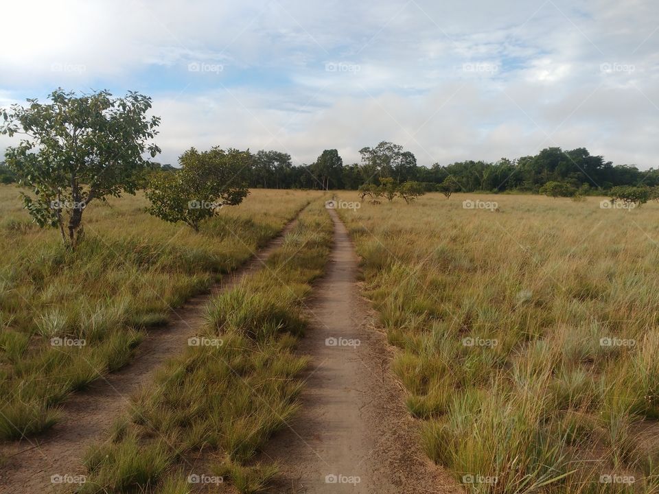 Sabana en medio de la selva Amazónica